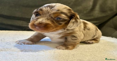 Miniature Dachshund dogs - Advert 1