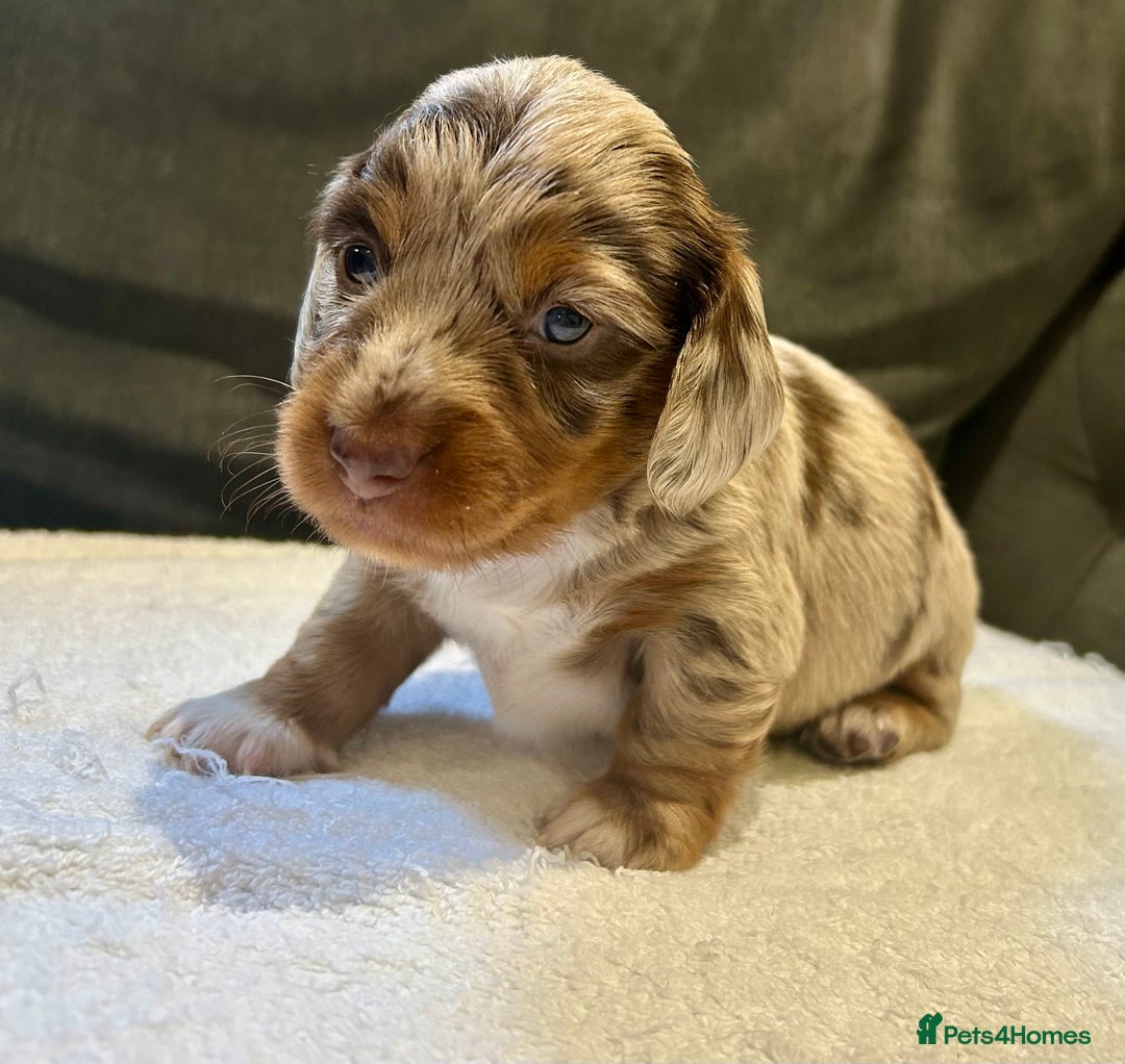 Miniature Dachshund dogs for sale: Stunning Kc Reg Long Hair Mini Dachshund puppies  - Image 4