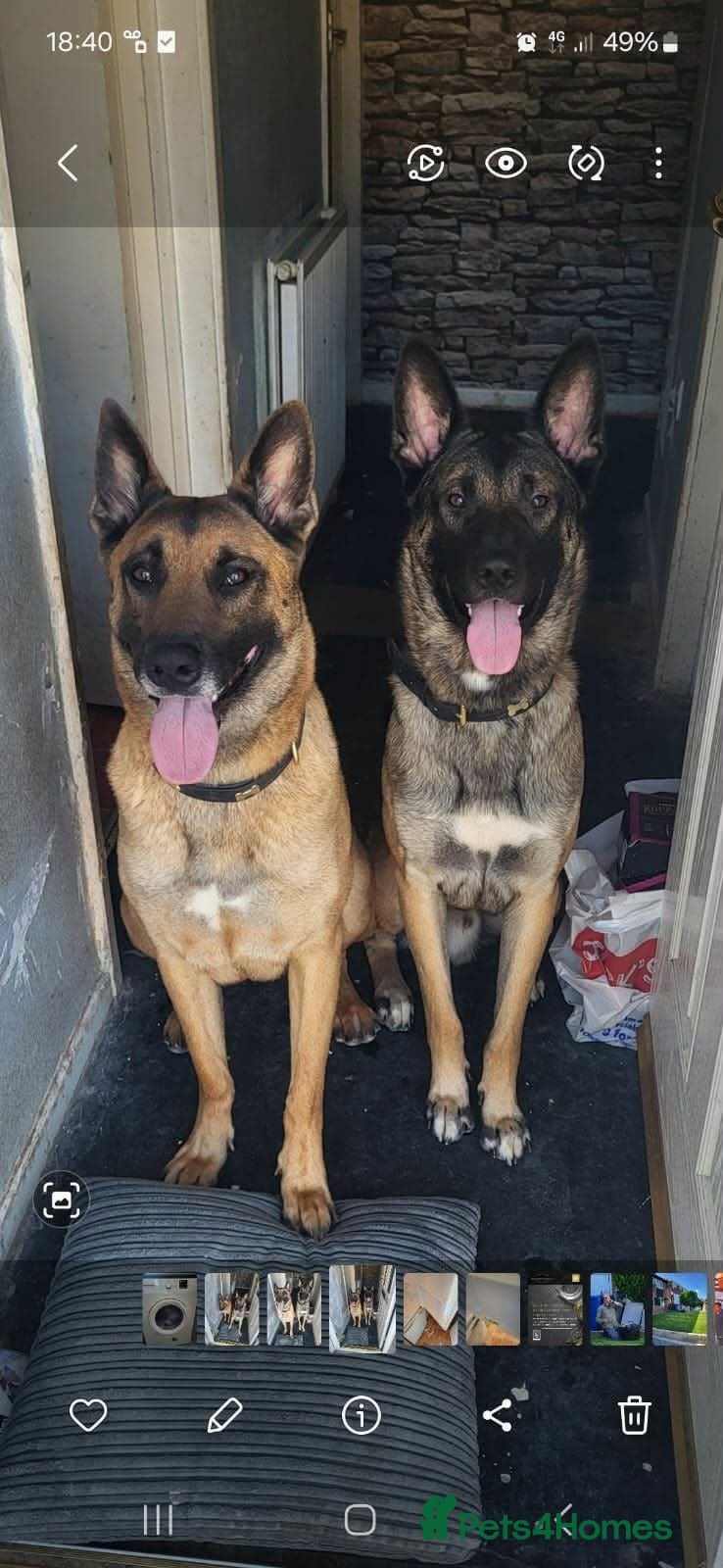 Belgian Shepherd Dog dogs 3 female Belgian malinois 9 weeks old  - Advert 1
