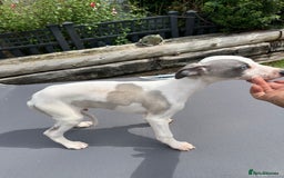 Whippet dogs for sale: Kc reg pied whippet pup  - Image 9