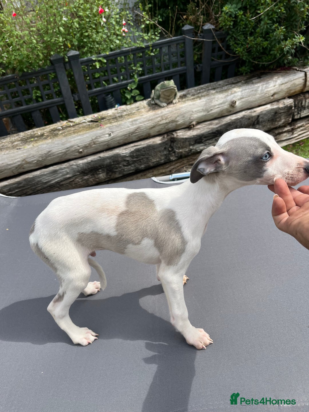 Whippet dogs for sale: Kc reg pied whippet pup  - Image 9
