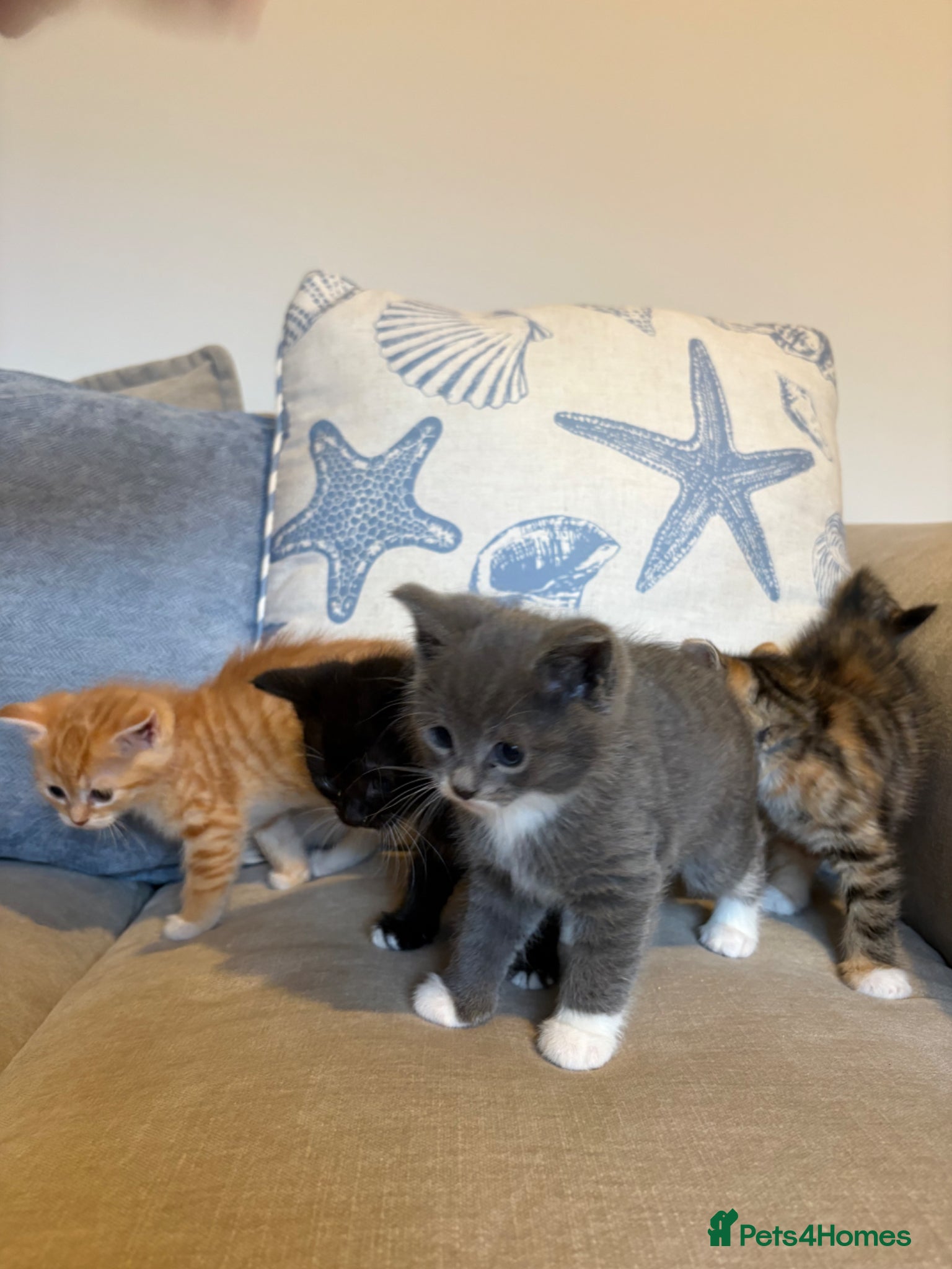 Mixed Breed cats Ragdoll cross Kittens for sale  - Advert 3