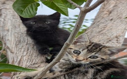 European cats for sale: Beautiful, friendly and playful kittens - Image 28