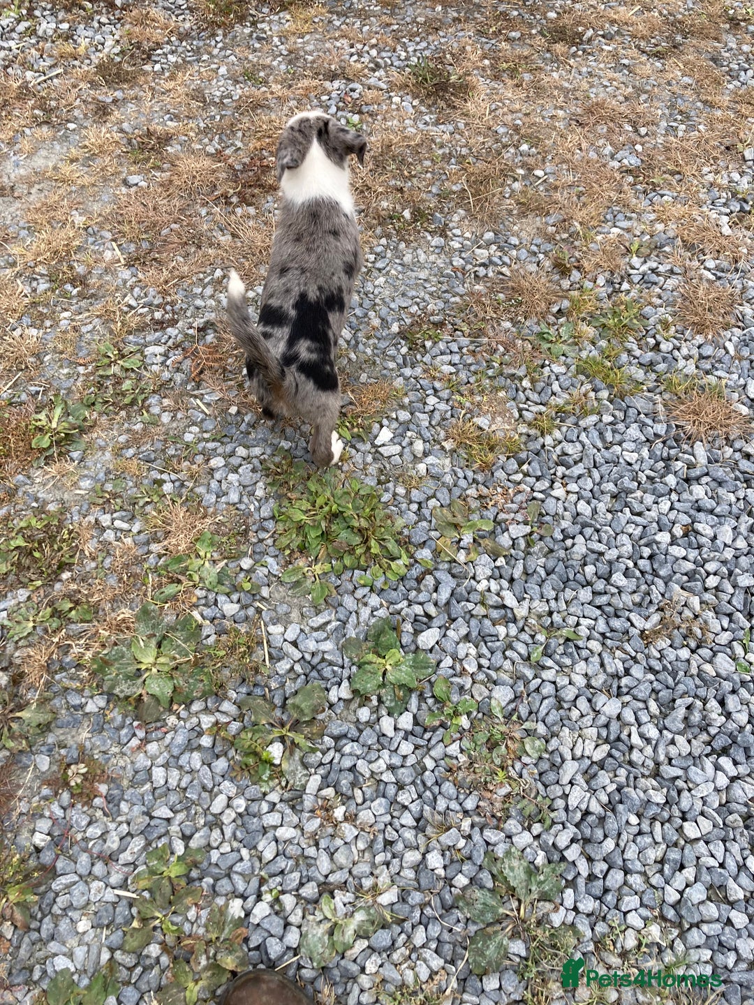 Border Collie dogs for sale: Blue Merle collies  - Image 3