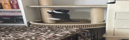 Domestic Shorthair cats for sale: 3 male domestic shorthair kittens - Advert 5