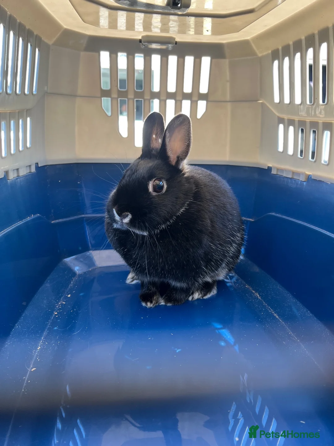 Mini Lop rabbits for sale: Black indoor Rabbit in Gateshead - Advert 4