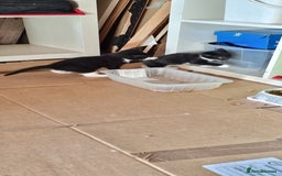 Domestic Shorthair cats for sale: kitten to sell  in Wolverhampton - Image 4