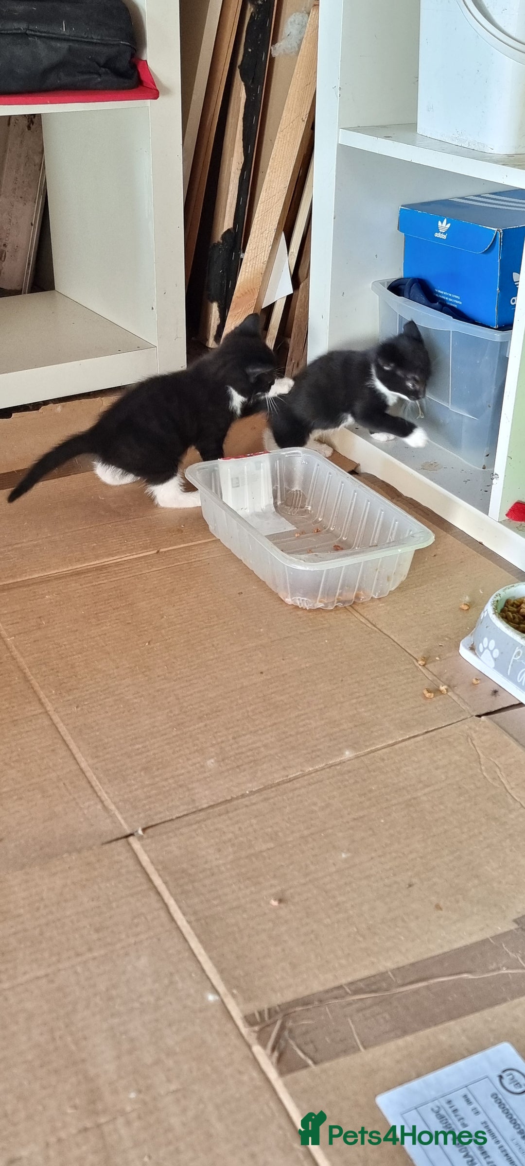 Domestic Shorthair cats for sale: kitten to sell  in Wolverhampton - Image 4
