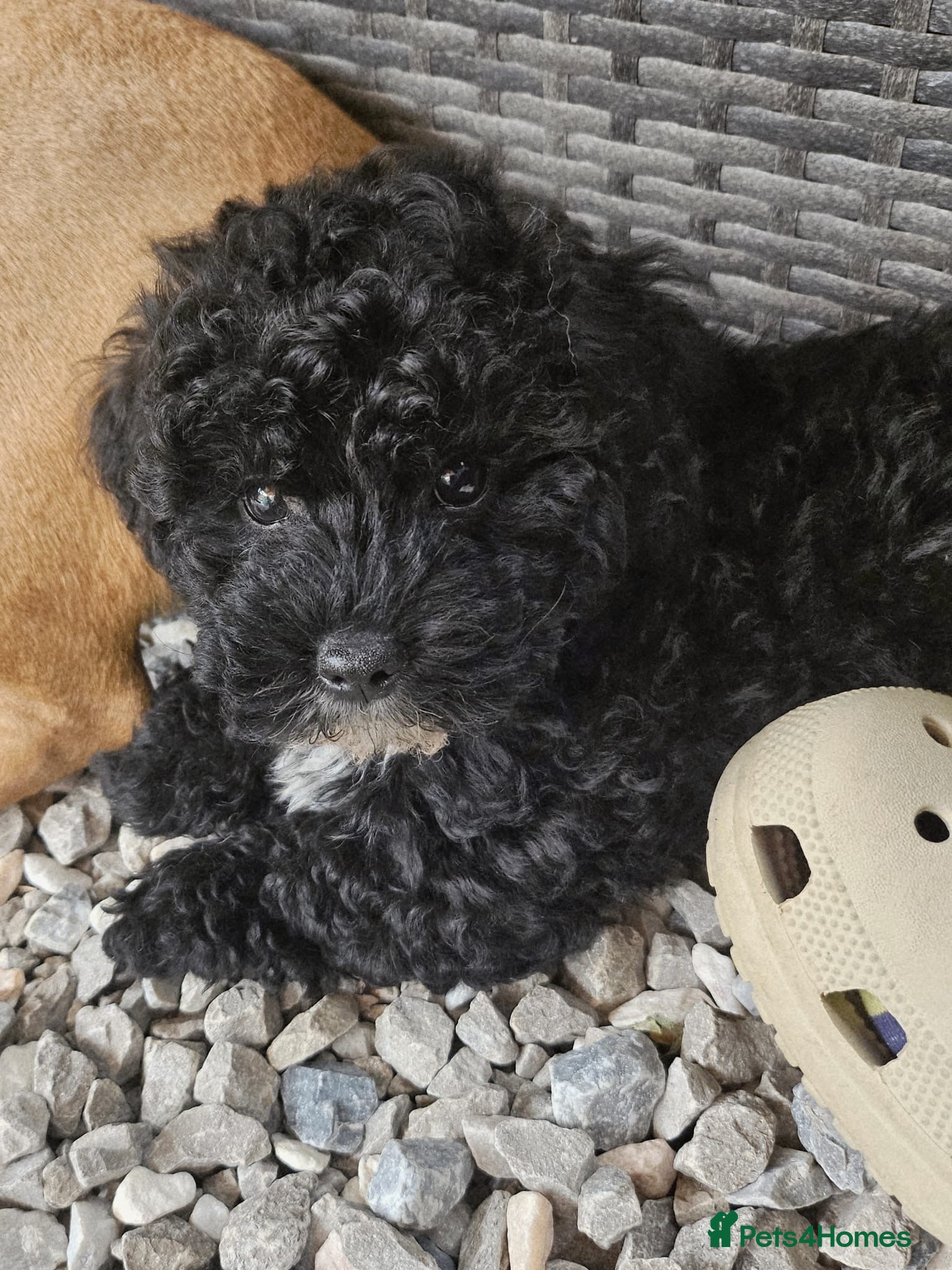 Shihpoo dogs ❤️2 Beautiful Shihpoo Boys 🐶 ❤️ - Advert 5