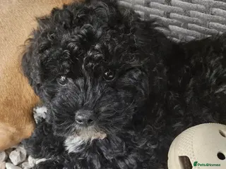 Shihpoo dogs ❤️2 Beautiful Shihpoo Boys 🐶 ❤️ - Advert 5