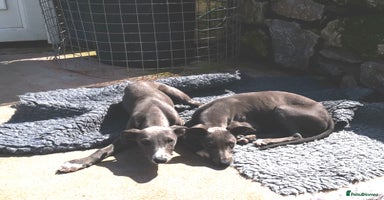 Whippet dogs - Advert 2