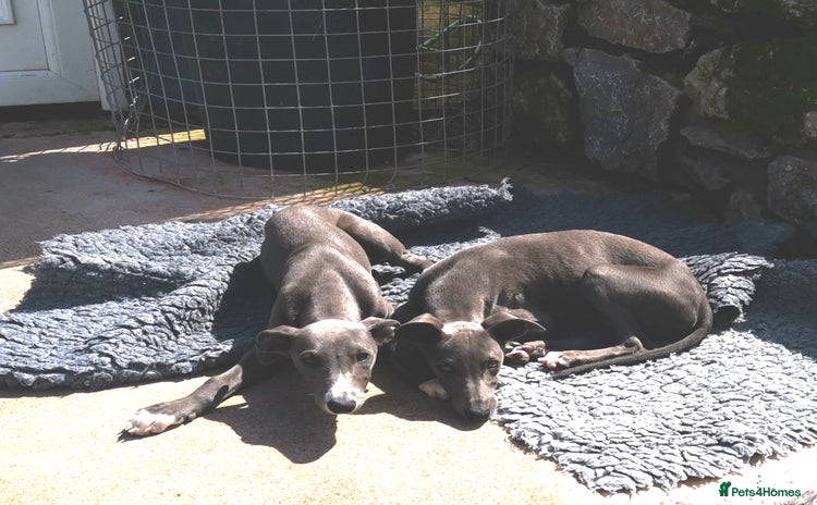 Whippet dogs - Advert 1
