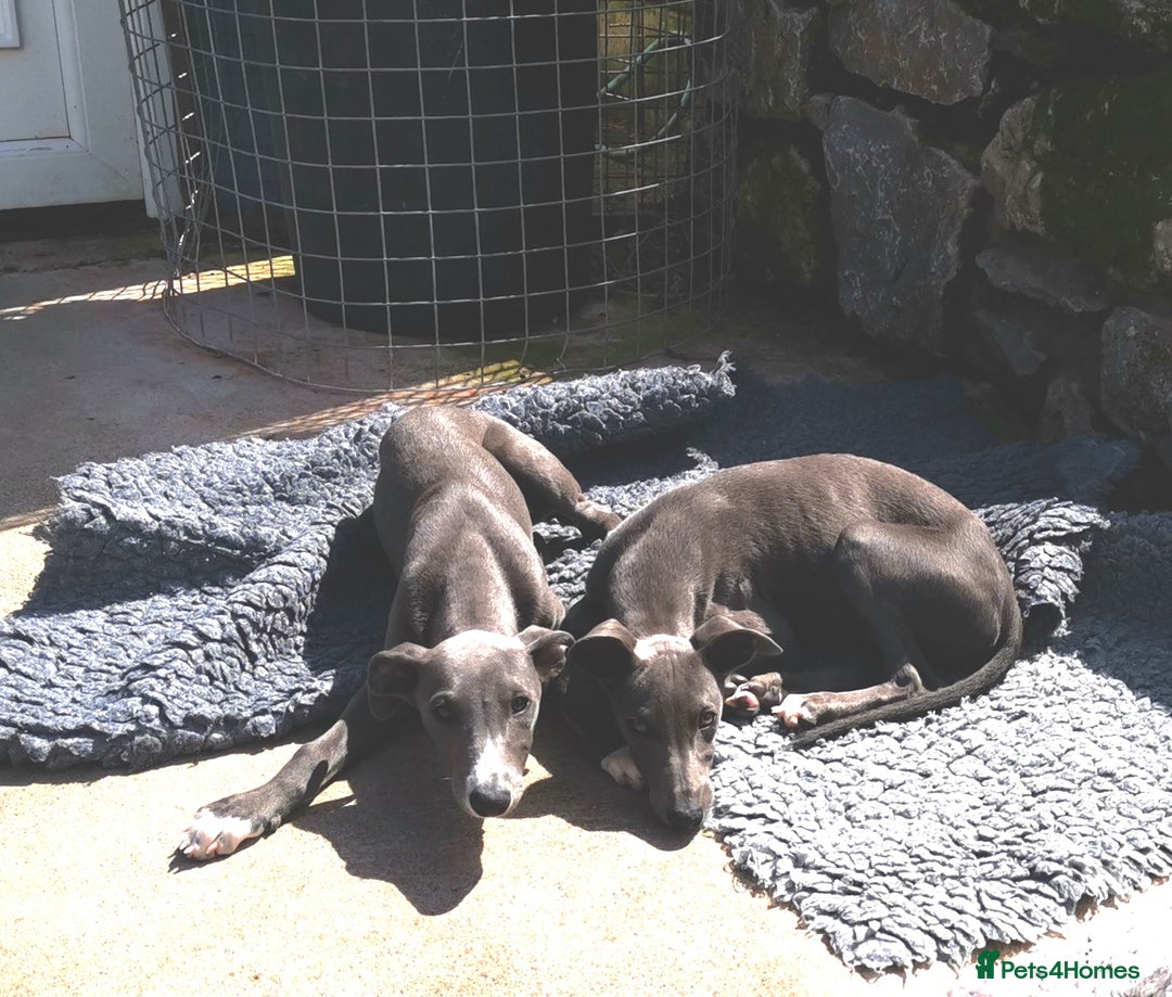 Whippet dogs for sale: Stunning quality blue whippets  - Image 1