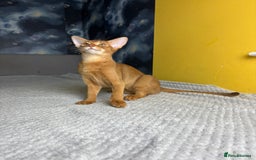 Abyssinian cats for sale: 1 sorrel Abyssinian Kitten left , Champion Line  - Advert 15