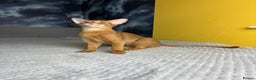 Abyssinian cats for sale: 1 sorrel Abyssinian Kitten left , Champion Line  - Advert 15