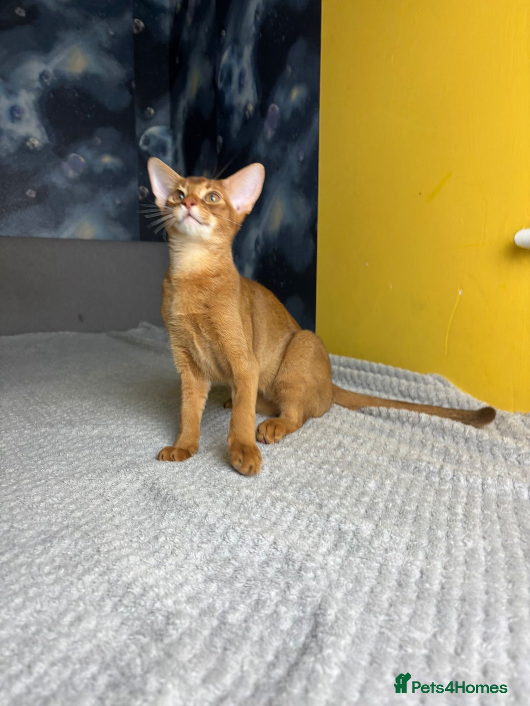 Abyssinian cats for sale: 1 sorrel Abyssinian Kitten left , Champion Line  - Advert 15