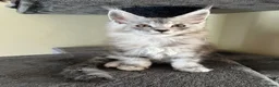 Maine Coon cats for sale: Pure Breed Maine Coon Kittens - Advert 13