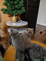 British Shorthair cats Lilac & Blue British Shorthair GCCF Pedigree - Advert 4