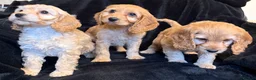 Cavapoo dogs for sale: Beautiful F1 Cavapoo Puppies  - Advert 9