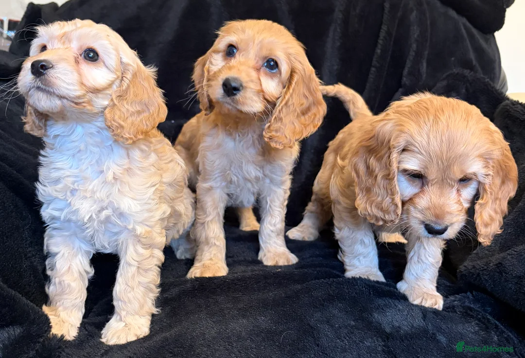 Cavapoo dogs for sale: Beautiful F1 Cavapoo Puppies  - Advert 9