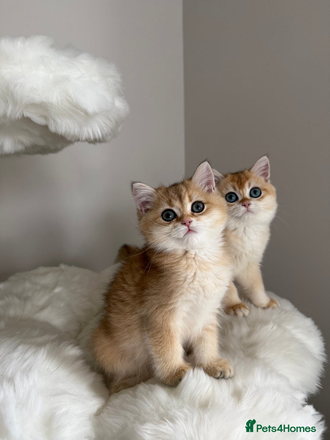 British Shorthair cats for sale: British Shorthair Golden Lilac kittens  - Image 10