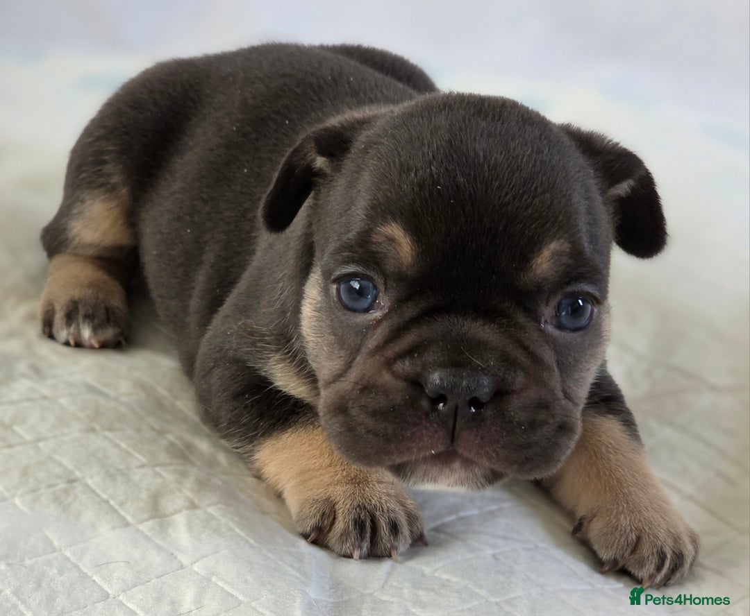 French Bulldog dogs for sale: TOP QUALITY KC REG FRENCHIES AVAILABLE  - Image 4