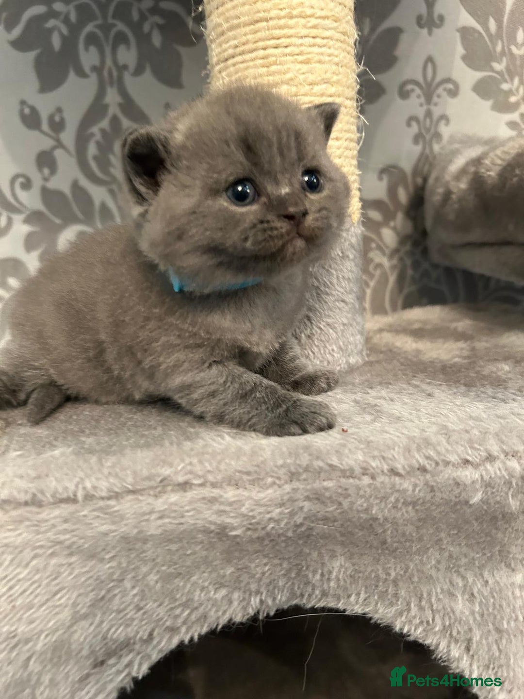 British Shorthair cats for sale: Stunning British shorthair kittens - Image 2
