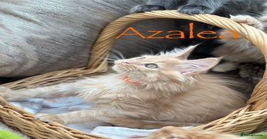 Maine Coon cats - Advert 2