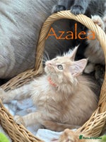 Maine Coon cats - Advert 8