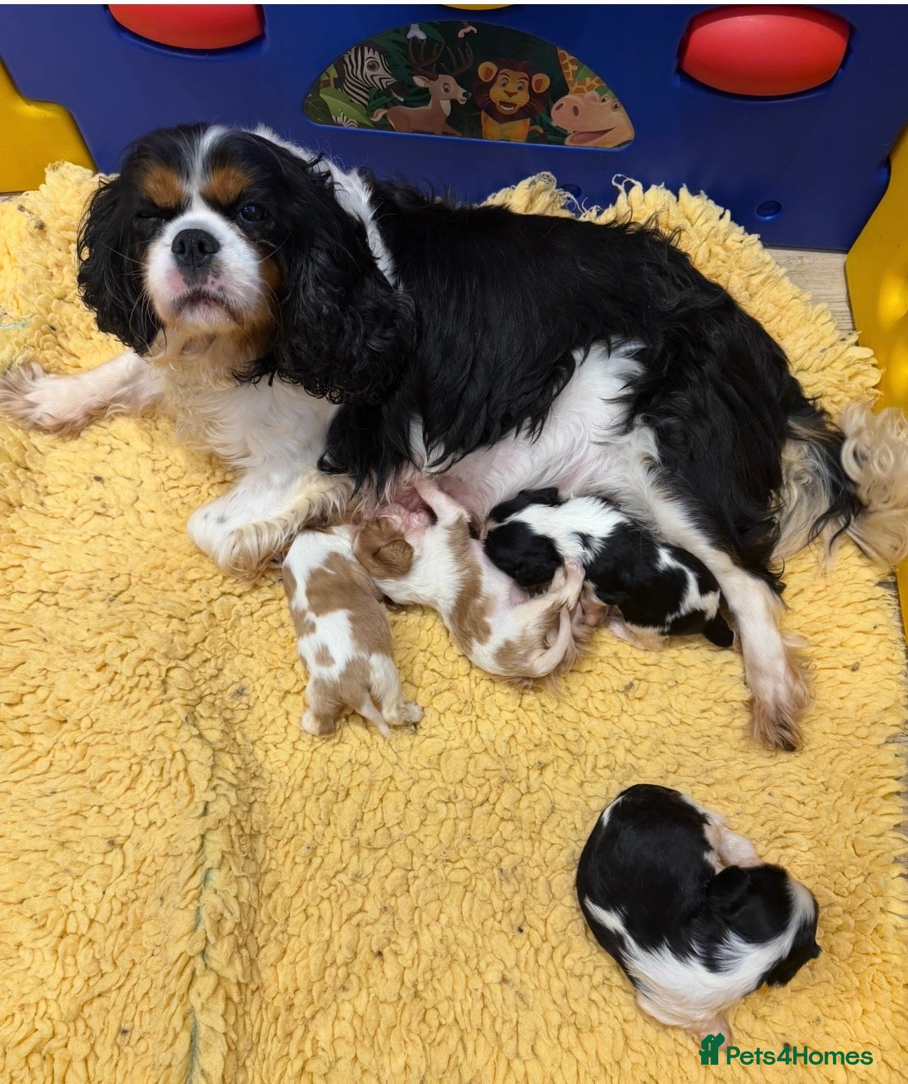 Cavalier King Charles Spaniel dogs Beautiful kc reg girl - Advert 2