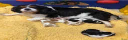 Cavalier King Charles Spaniel dogs for sale: Beautiful kc reg girl - Advert 1
