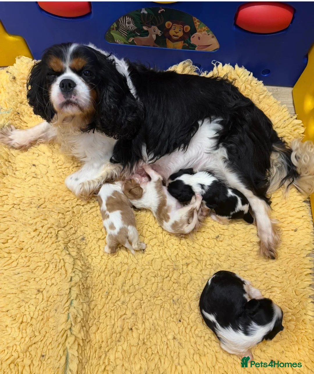Cavalier King Charles Spaniel dogs for sale: Beautiful kc reg girl - Advert 1