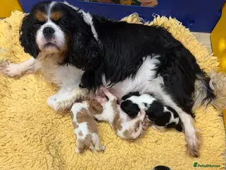 Cavalier King Charles Spaniel dogs Beautiful kc reg girl - Advert 2