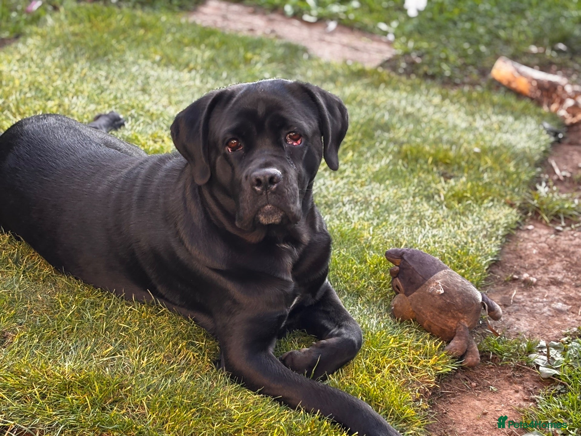 Cane Corso dogs Cane corso for rehoming  - Advert 3