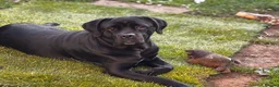 Cane Corso dogs for sale: Cane corso for rehoming  in Nottingham - Advert 1
