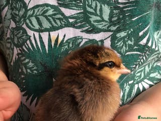 Chickens poultry Day old chicks - Advert 2