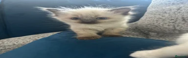 Ragdoll 4