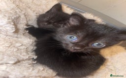 Bengal cats for sale: Bengal cross kittens  - Image 6