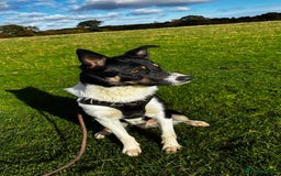Mixed Breed dogs for sale: Collie mixed malinois  - Advert 5