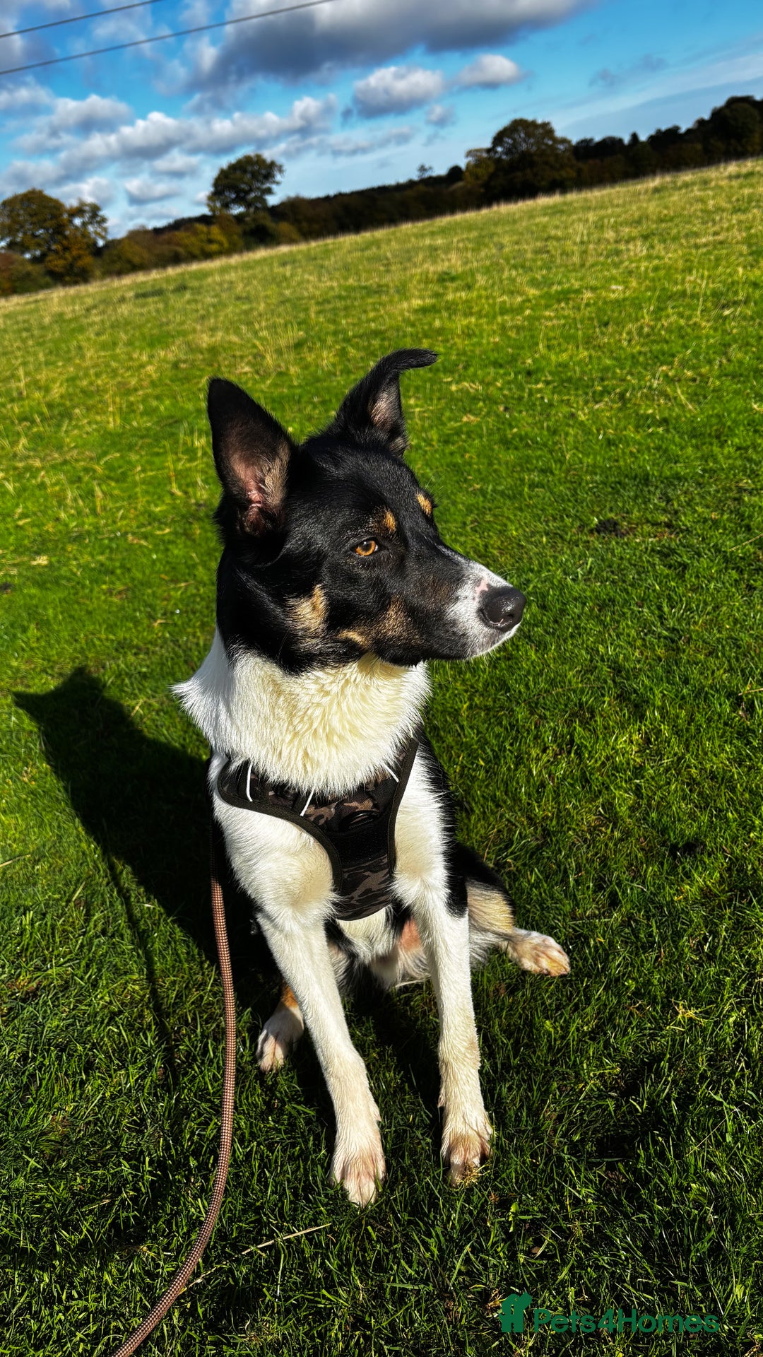 Mixed Breed dogs for sale: Collie mixed malinois  - Advert 5