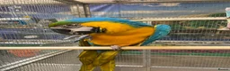 Parrots birds for sale: PARAKEETS/PARROTS/AMAZON/COCKATOO/MACAW available  - Advert 6