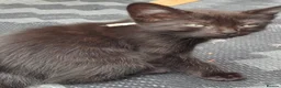 Mixed Breed cats for sale: Beautiful fluffy friendly babies - Advert 14