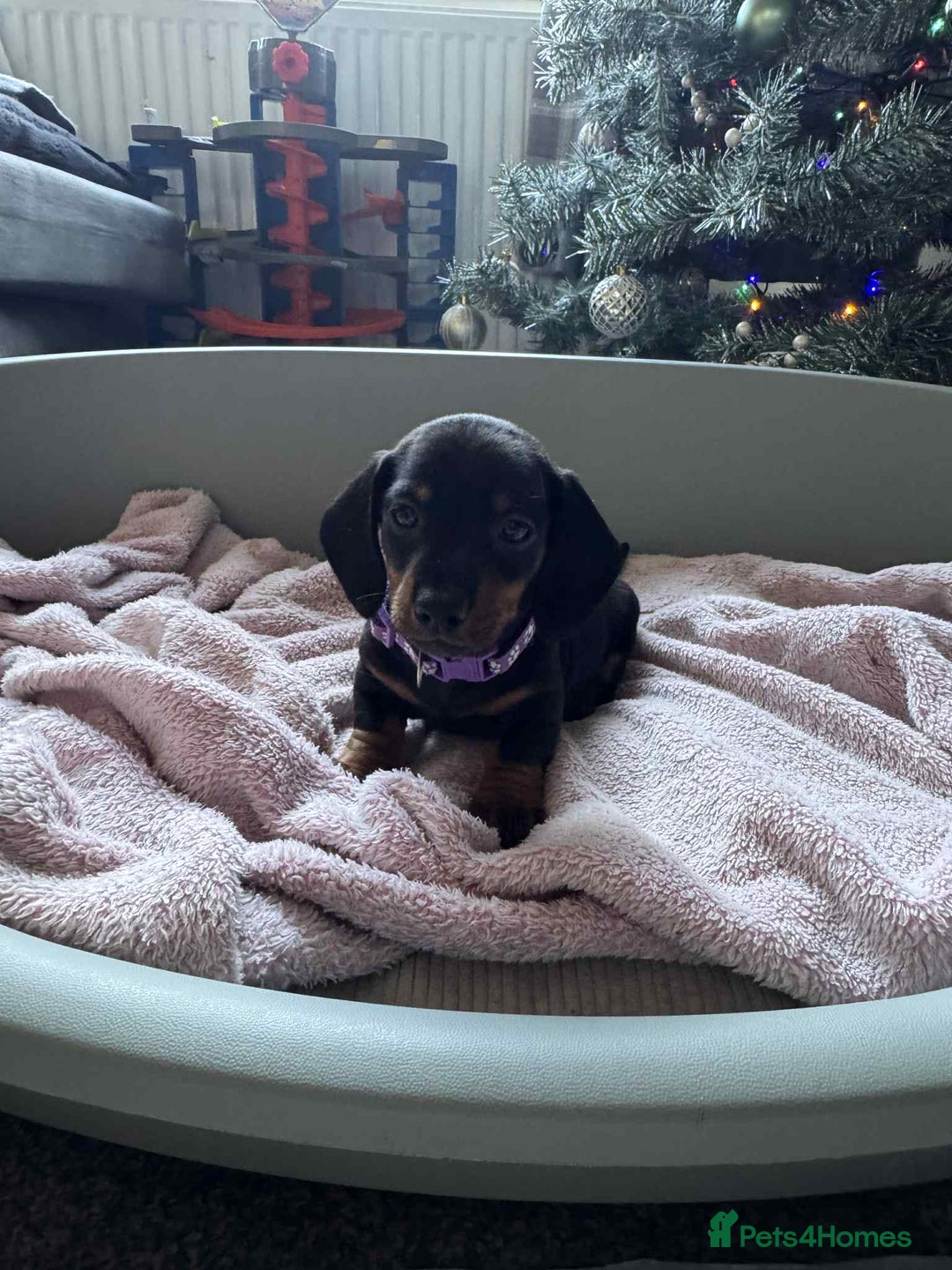 Miniature Dachshund dogs for sale: My family dogs have had a litter of 5  - Advert 9