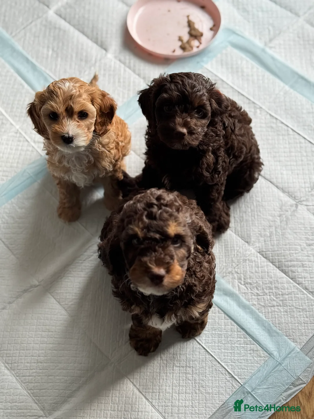Cockapoo dogs for sale: ✨ F2 Tri-coloured male cockapoo ✨ - Advert 3