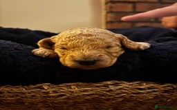 Cavapoochon dogs for sale: 5 cavapoochon puppies looking for forever homes - Image 11