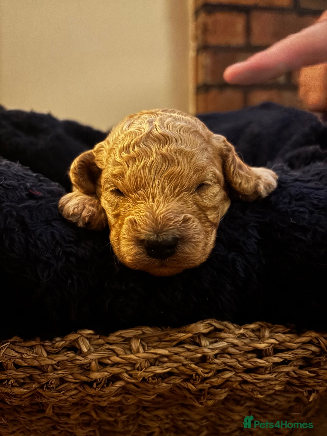 Cavapoochon dogs for sale: 5 cavapoochon puppies looking for forever homes - Image 11