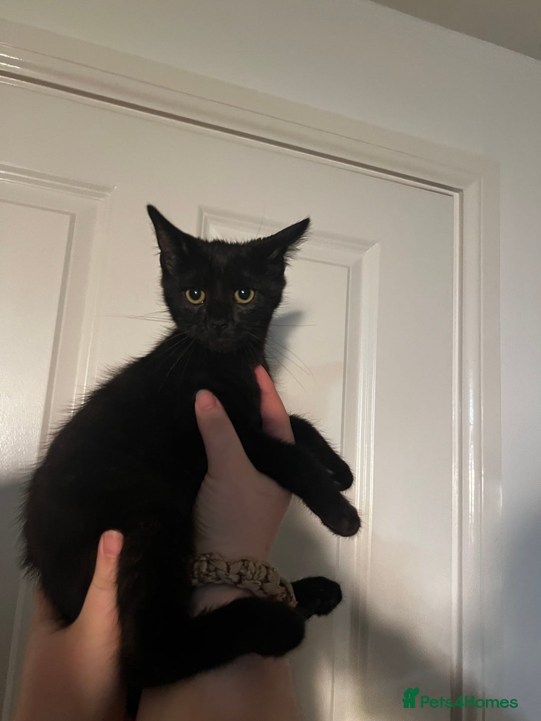 Domestic Shorthair cats for sale: 13 week old female kitten - Image 3