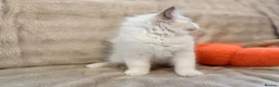 Ragdoll cats for sale: 💎 ROME: PEDIGREE BICOLOUR MITTED RAGDOLL  🩵 - Advert 9