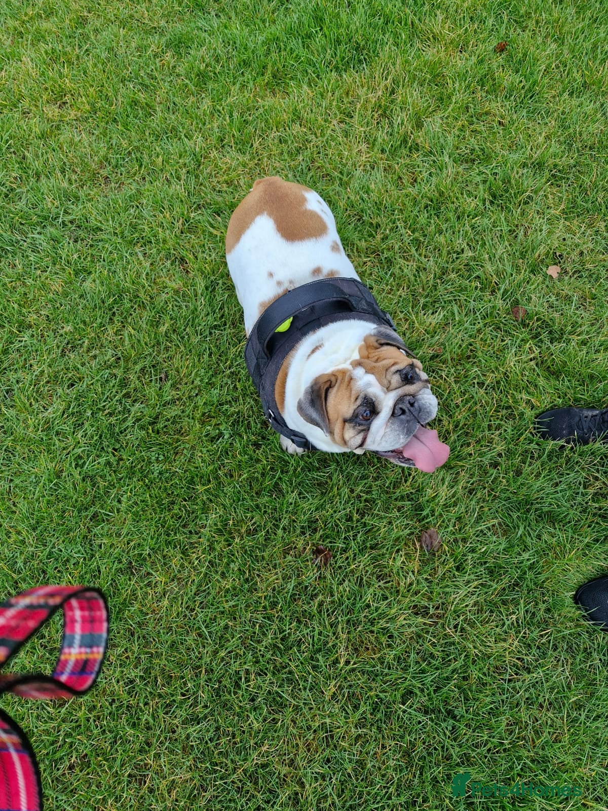 English Bulldog dogs 4 yr old female English bulldog  - Advert 1