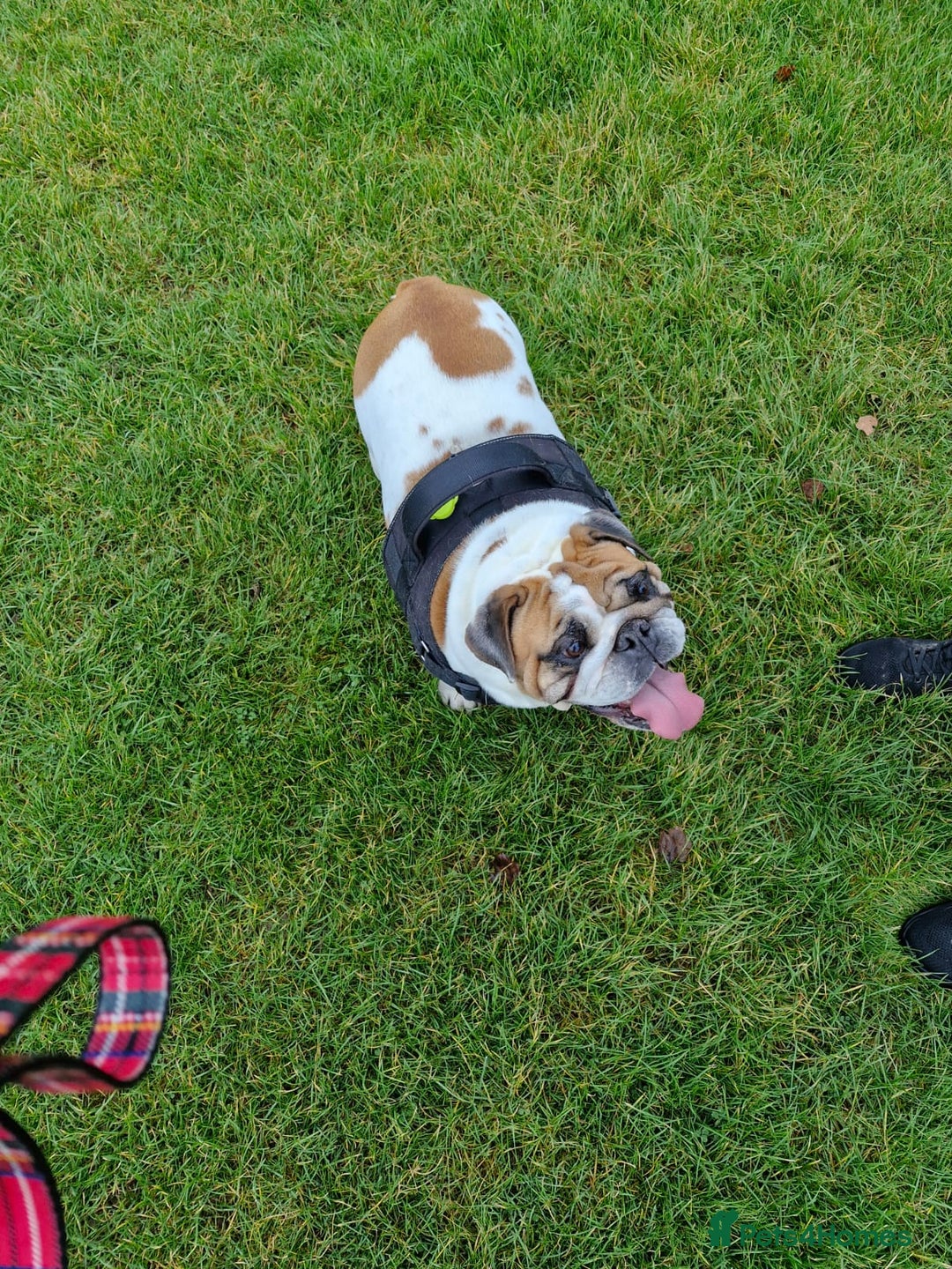 English Bulldog dogs for sale: 4 yr old female English (British)bulldog  - Advert 1